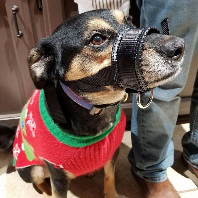 muzzle for small dogs muzzle for small dogs