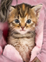 Funny And Cute Cat Round Neck Loose Sweater